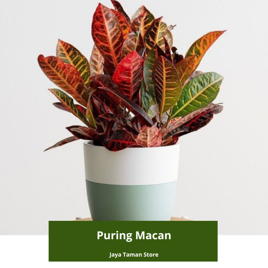 Promo COD Tanaman Hias Puring Macan / Pohon Puring Macan Murah