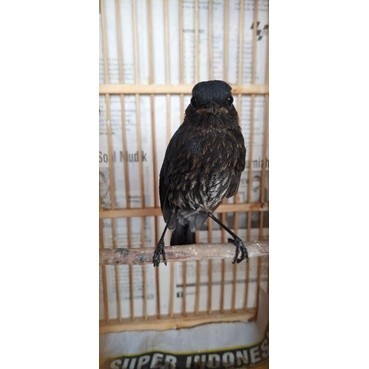 burung cingcoang trotolan jantan