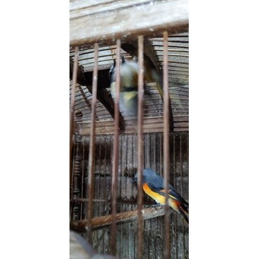 mantenan mini sepasang jantan betina