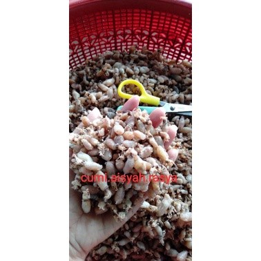 

TermurahBaby cumi cantik halus bersih kualitas premium super UK 0,5-1cm (500gr) Rp115rbnew