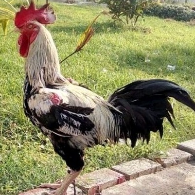 

Telur Ayam Gaok Untuk Ditetaskan Fertil