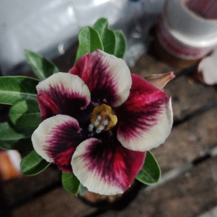 Adenium Cantik, bunga single Javana