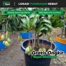 Bibit Mangga Berbuah / Berbunga Lokmay 1- 2 Meter