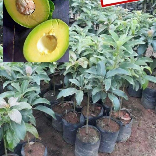 Bibit Buah Alpukat Wina OKulasi Bisa Berbuah Dalam Pot
