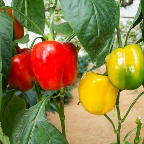 Tanaman Buah Cabai Pohon Cabe Paprika