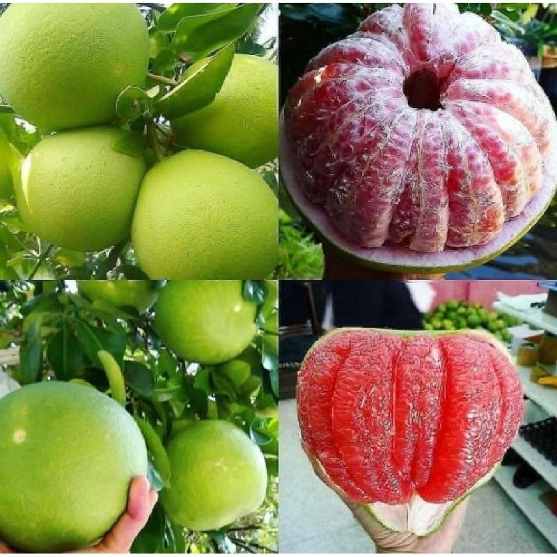 bibit jeruk bali manis kondisi sudah berbuah