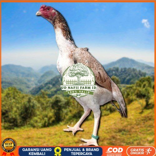 

telur fertil ayam shamo berkualitas super UD NAFII FARM ID