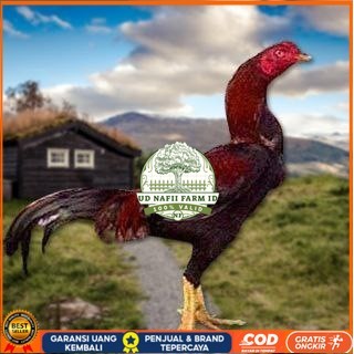 

Telur Ayam Pakhoy Tangguh Vertil Siap Di Tetaskan Jaminan Super Oiginal Bergaransi UD NAFII FARM ID