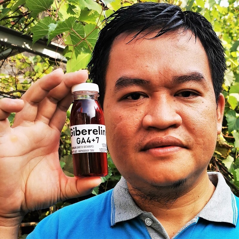 Hormon Tanaman GA4+7 Giberelin 100ml Pembesar Buah dan Dorman Breaker