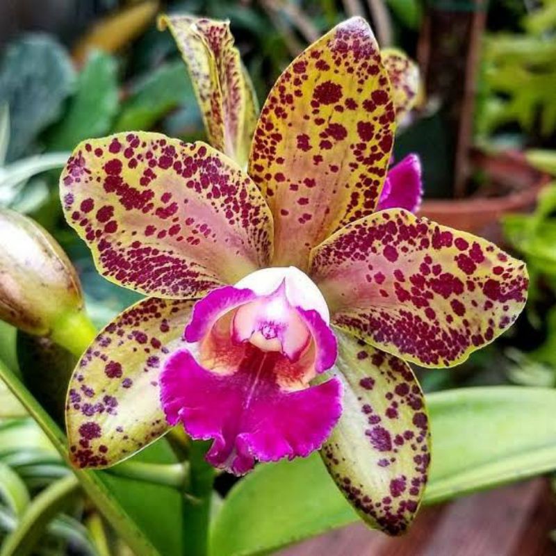 Anggrek Cattleya Waianae Leopard | Catleya Waianae Leopard | Anggrek Catleya