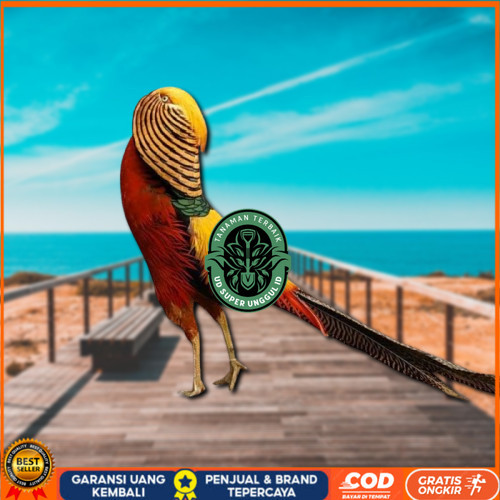 

telur ayam golden pheasant asli bisa untuk di tetaskan UD_SUPER_UNGGUL_ID