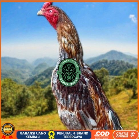 

telur tetas ayam shamo valid UD_SUPER_UNGGUL_ID