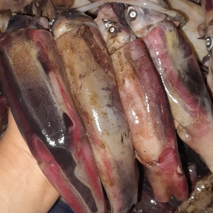 

Cumi Kondom / Sotong Frozen 1kg