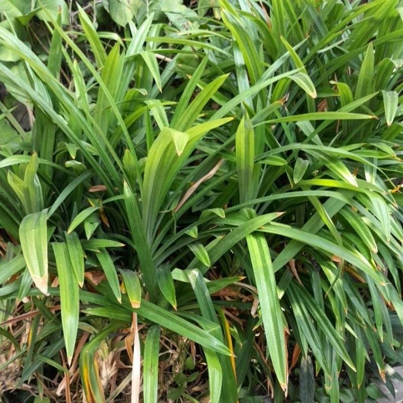 

(1 Ikat isi 10 lembar )Daun Pandan Wangi Fresh Pesan Langsung petik