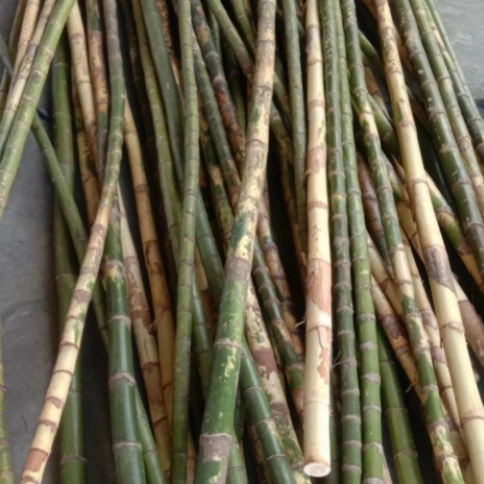 Batang Waregu/palem buat joran pancingan/kerajinan 100cm