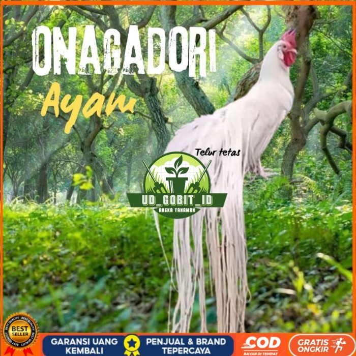 

telur ayam ekor panjang / ayam hias onagadori original berkualitas UD_GOBIT_ID