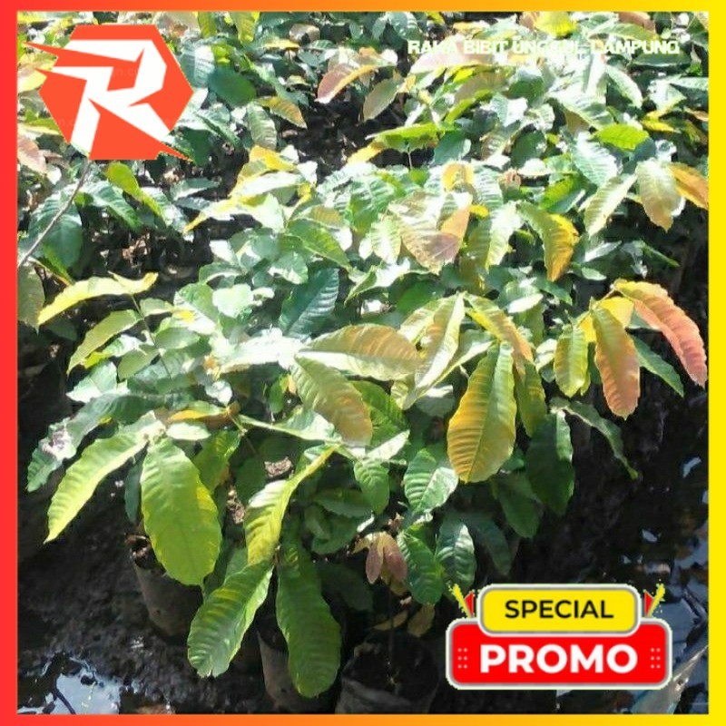 Bibit Matoa Super Hijau Papua