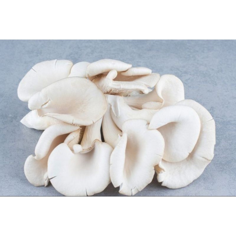 

jamur tiram putih 200gram fresh baru petik (1)