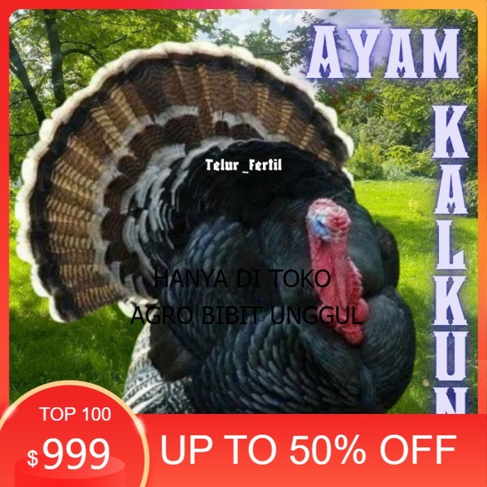 

telur ayam kalkun untuk ditetaskan original berkualitas agro.bibit.unggul