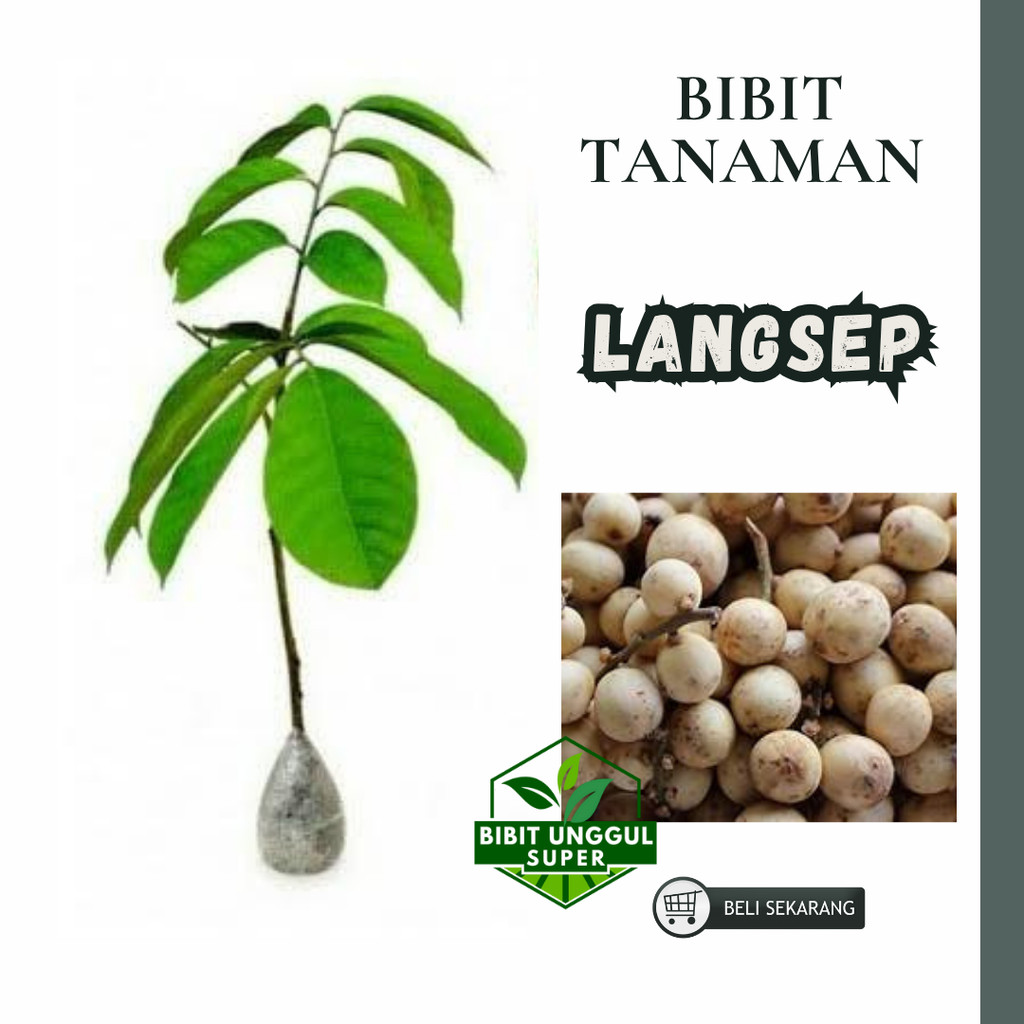 Bibit Langsat Bibit Buah Langsat Super Berkualitas[ SIAP KIRIM ]