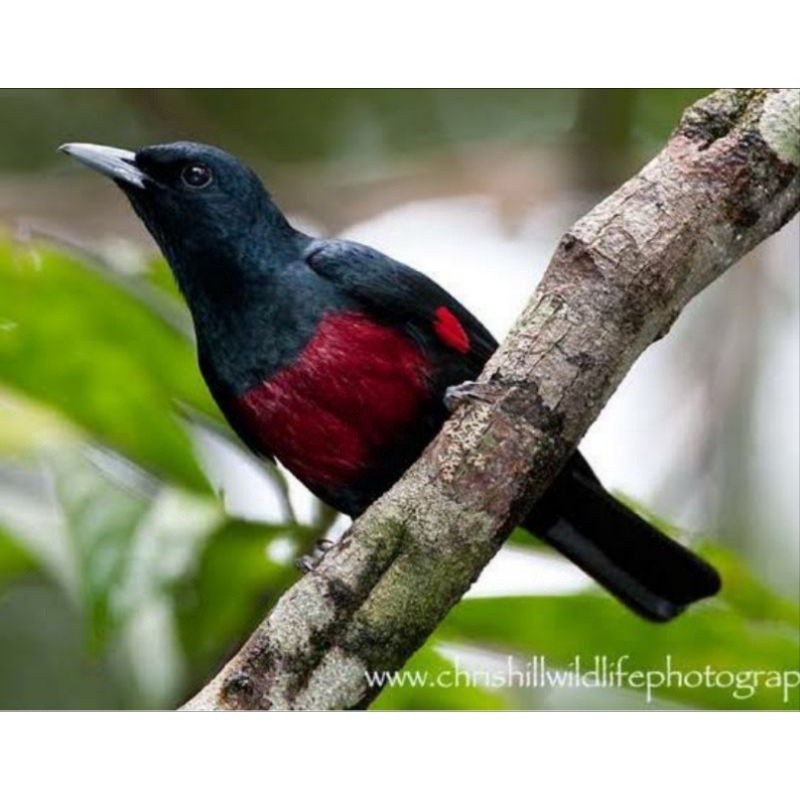 kepodang hutan dada merah mulus