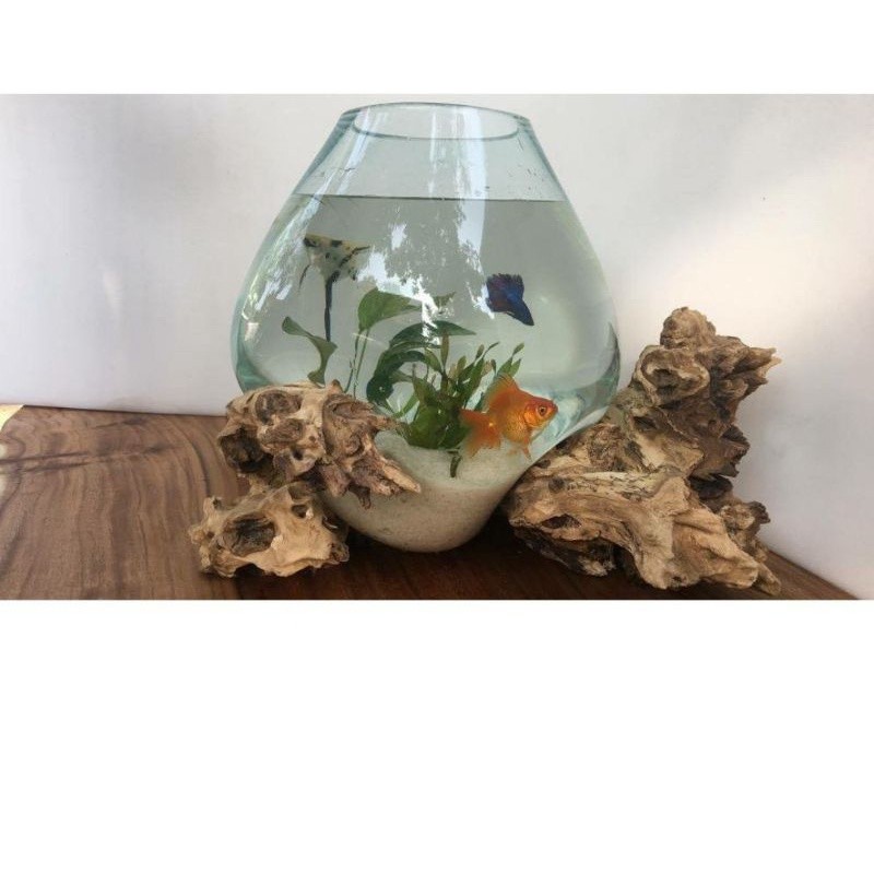 aquarium ikan cupang grosir