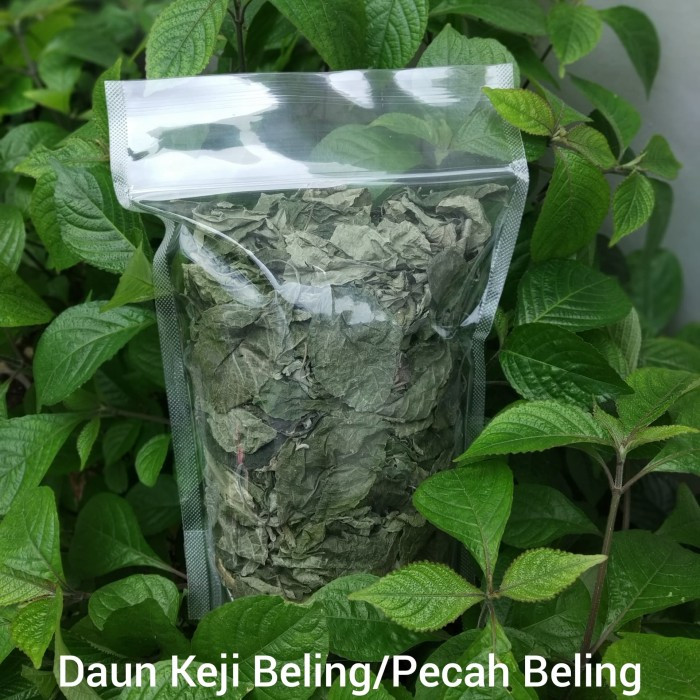 

Daun Keji Beling Kering untuk Diabetes Batu Ginjal Kencing Batu