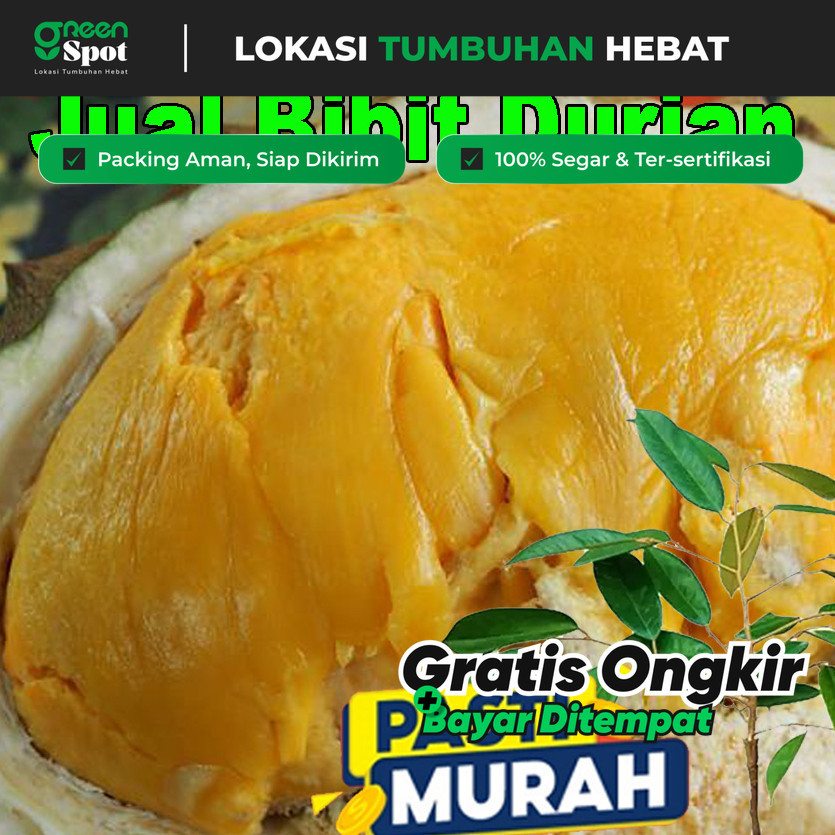 Bibit Durian Montong Thailand Kane / pohon Durian Kani Okulasi sambung pucuk