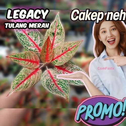 Aglaonema legacy tulang / Aglonema legacy tulang merah / Aglonema legacy tulang (Tanaman hias aglaon