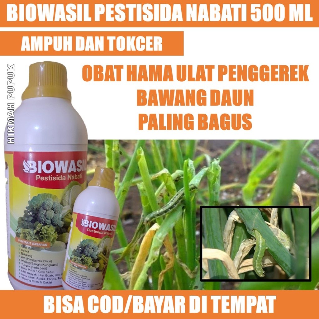 (BAYAR DI TEMPAT) BIOWASIL isi 500 ML OBAT HAMA ULAT DI BAWANG DAUN, BAWANG MERAH PALING AMPUH, OBAT