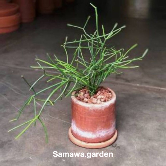 Tanaman herbal patah tulang/ bibit tanaman patah tulang
