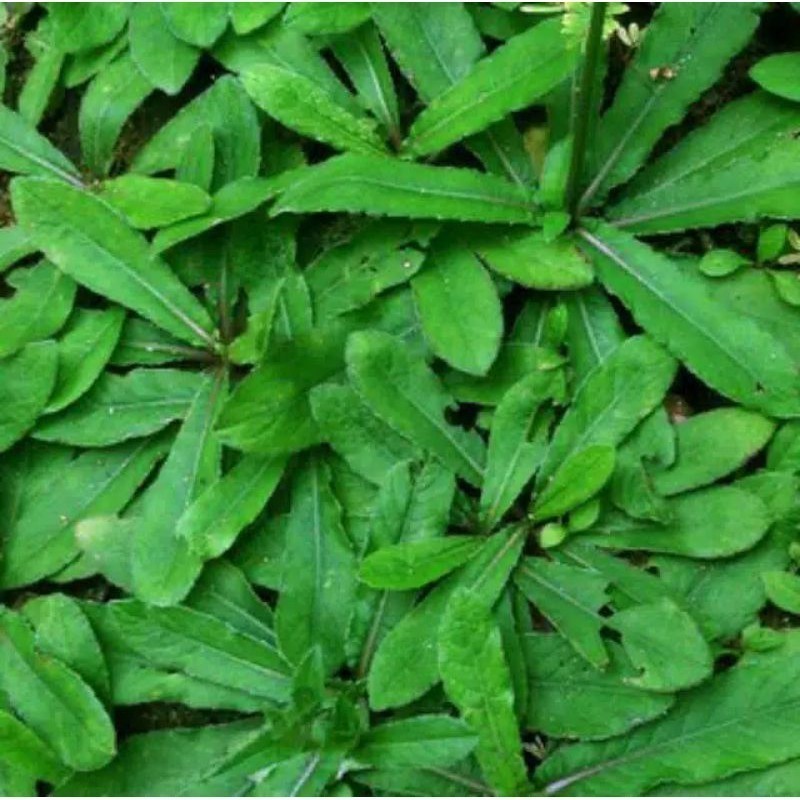 

Promo jual daun tapak liman dan akar 100gram ) segar daun tapak liman segar COD ready stok