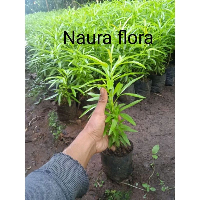 Paket 5 tanaman zodiak(tanaman pengusir nyamuk)