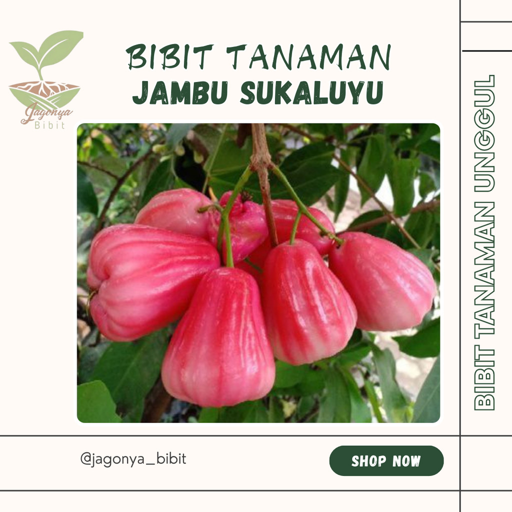 

JAMBU AIR SUKALUYU