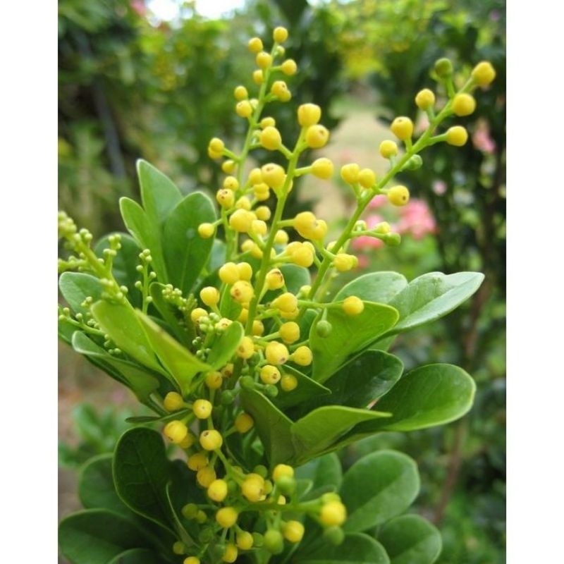 Tanaman hias pacar cina