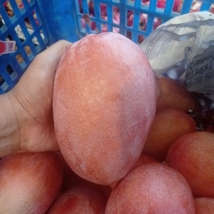 

Mangga kimlang red super 1 kg