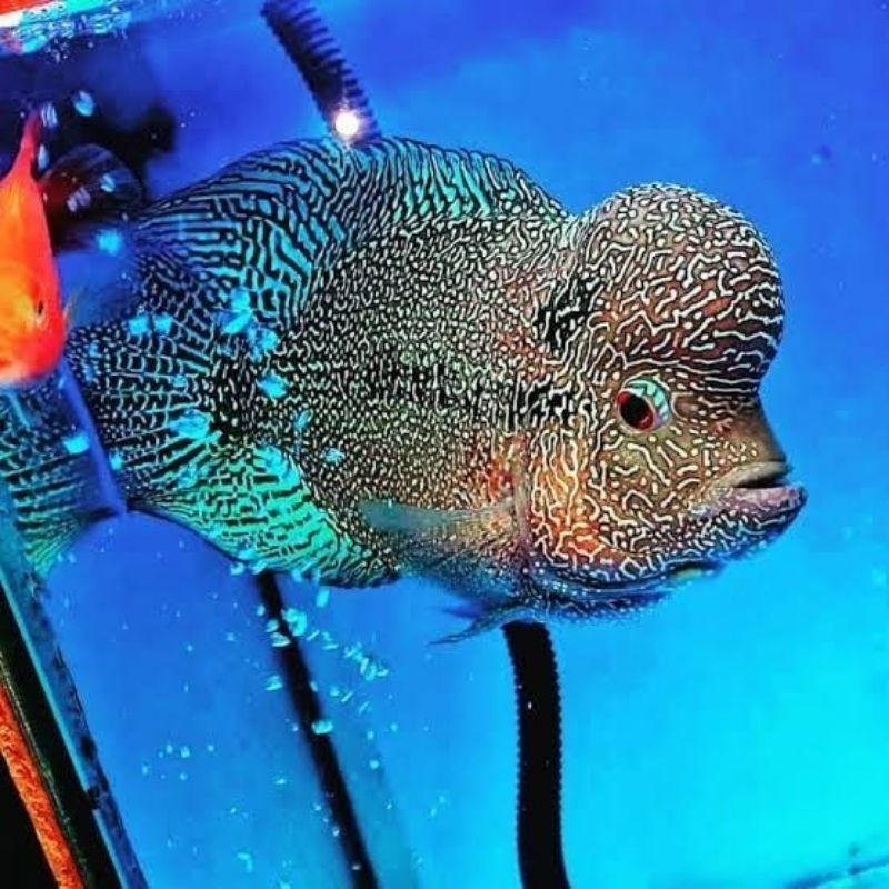 Burayak louhan Cencu line series