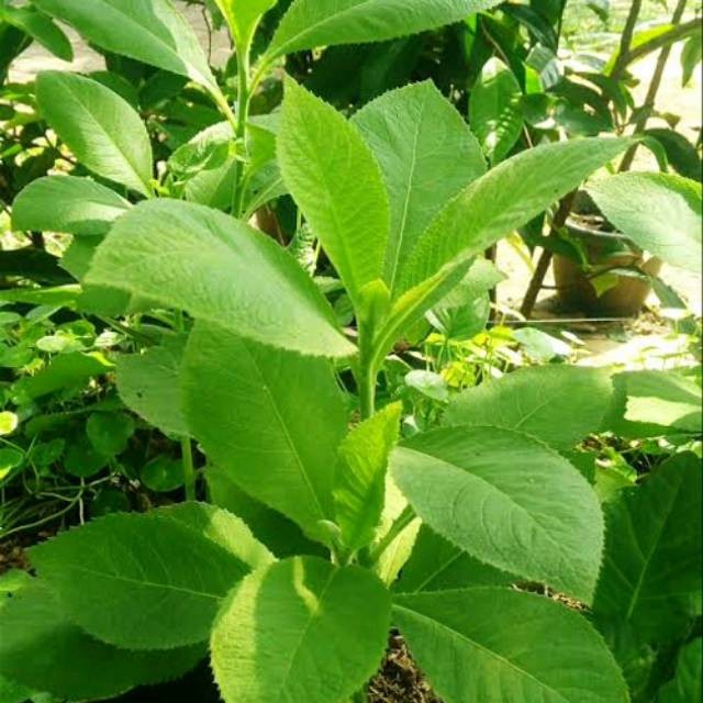 

Readyy Daun sembung segar 500gram siap perik ke kebun non pestisida