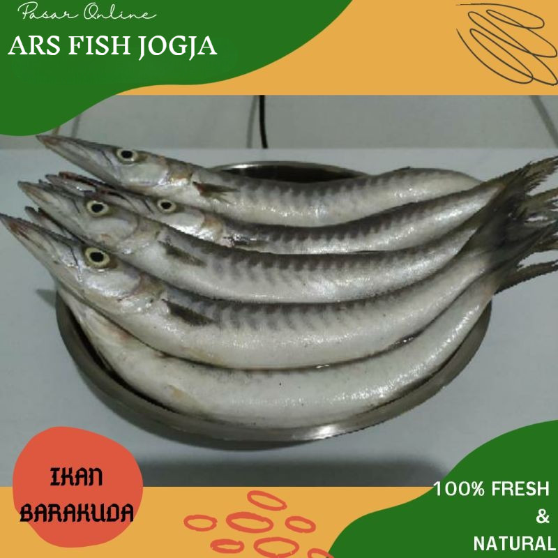 

Ikan Barakuda / Ikan Baracuda / Fresh /Segar /Natural /Hasil Laut /Alami