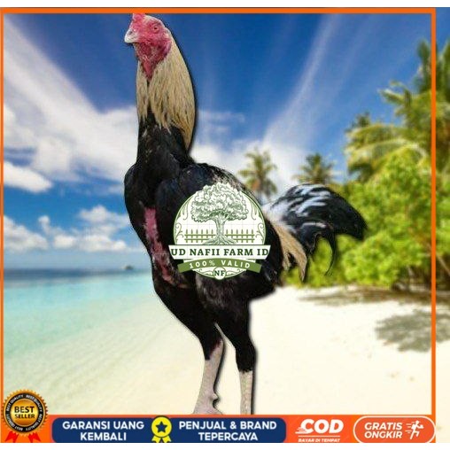 

Ayam Bangkok CLASIK ori Blurang Telur fertil (TERLARIS) UD NAFII FARM ID