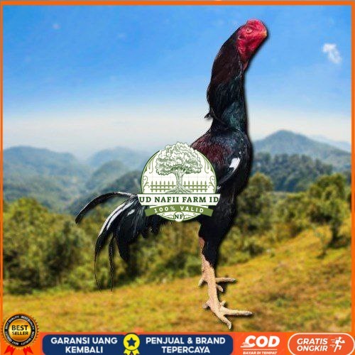 

telur tetas ayam shamo ukuran besar UD NAFII FARM ID
