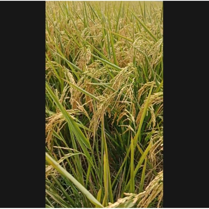 BENIH PADI BY 208_ ANAKAN BANYAK KUALITAS UNGGUL KEMASAN 1KG (COD)