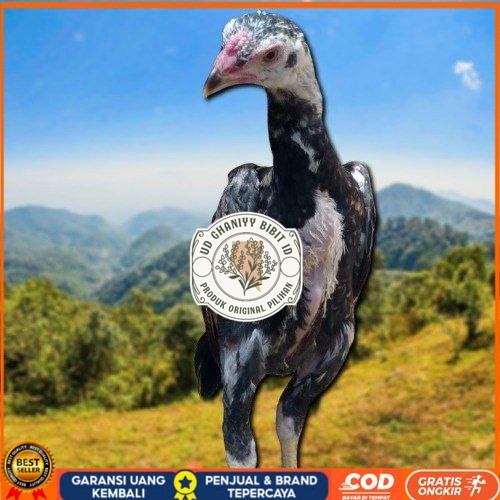 

PAKET MURAH 3 EKOR TELUR SHAMO (Cod) UD GHANIYY BIBIT ID