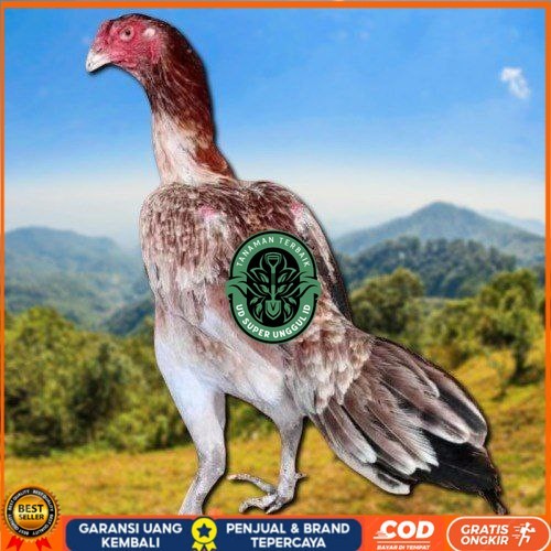 

telur ayam shamo eropa ori petarung bisa untuk di tetaskan UD_SUPER_UNGGUL_ID