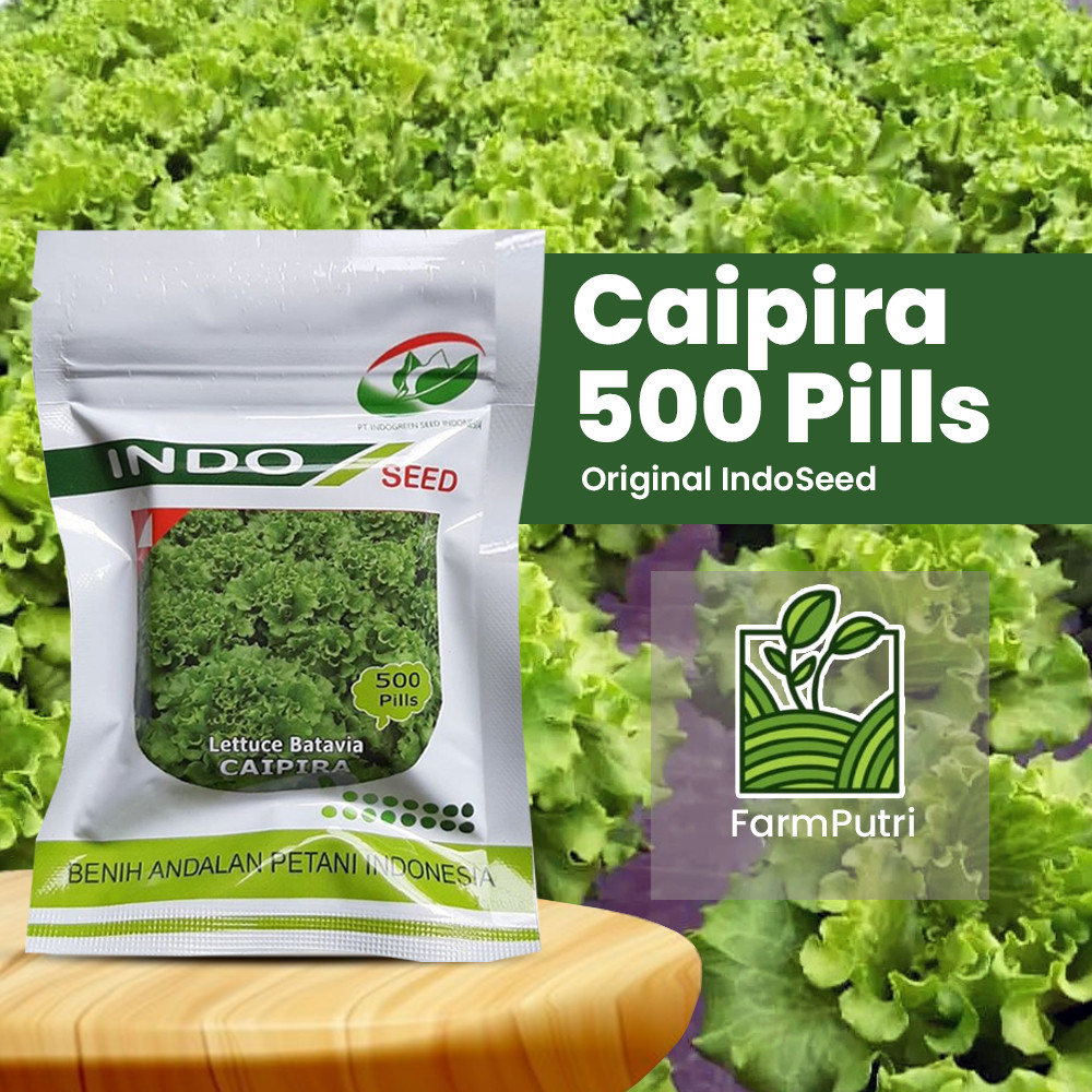PROMO / Benih Bibit Selada Caipira Pills 500 Pill Original Pabrik Selada Keriting Batavia Hijau NEW