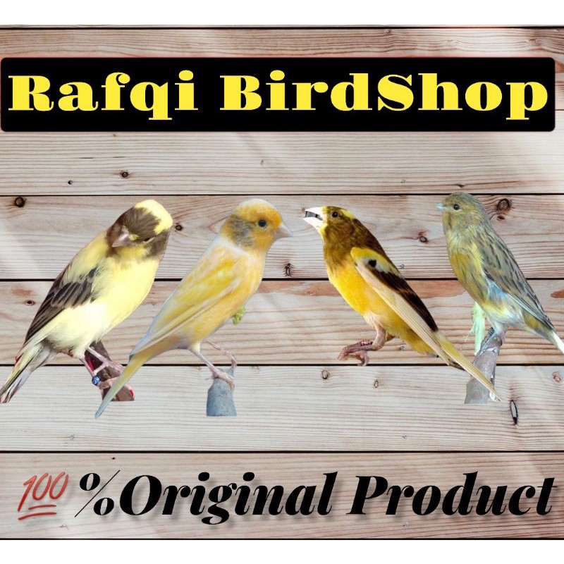 burung kenari af gacoran