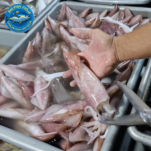 

cumi segar besar 500gram - 1kg