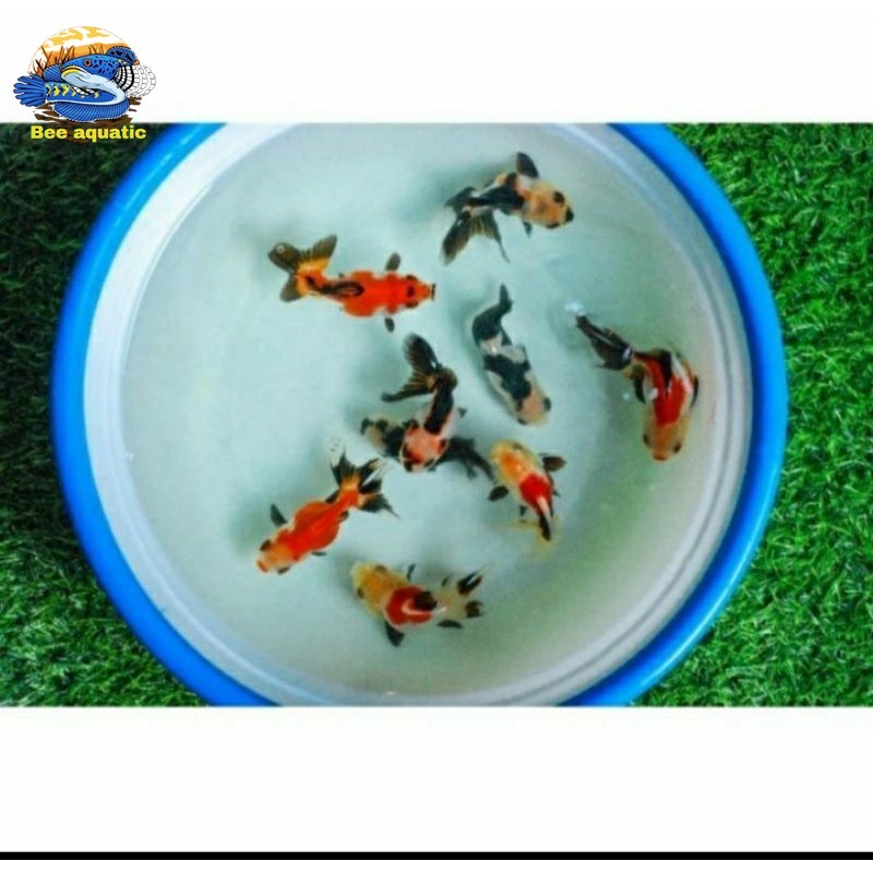 ikan mas koki panda oranda 3 color tricolor fish / ikan mas koky panda / ikan mas koki mutiara goldf