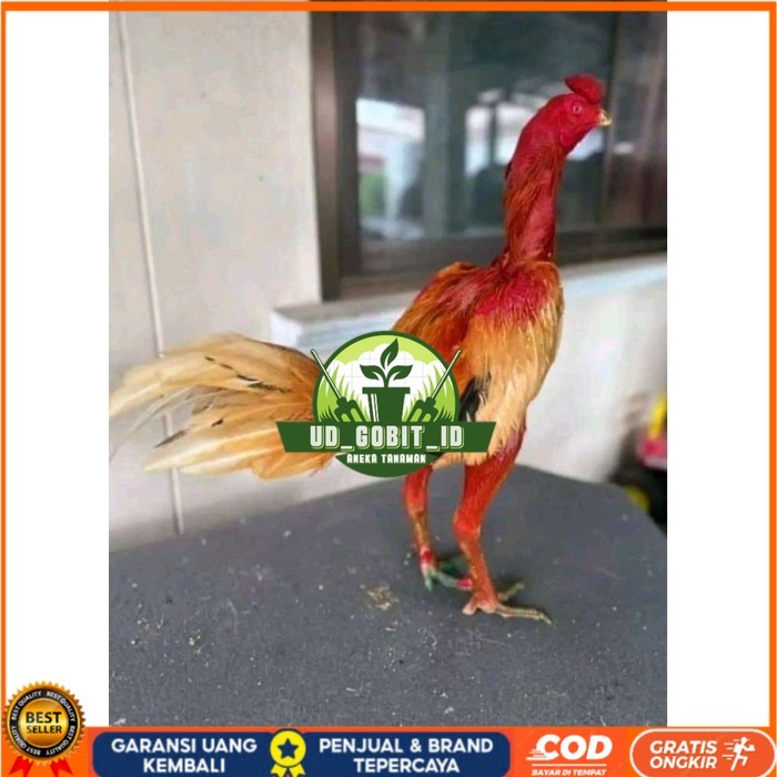 

TELUR FERTIL PLUCKER ORIGINAL original berkualitas UD_GOBIT_ID