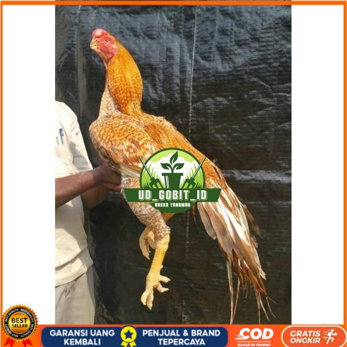 

TELUR PHAKOY MURAH FRESH FERTIL original berkualitas UD_GOBIT_ID